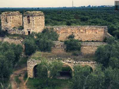 ...la neviera e il palmento che fanno capolino in mezzo a una distesa sconfinata di ulivi